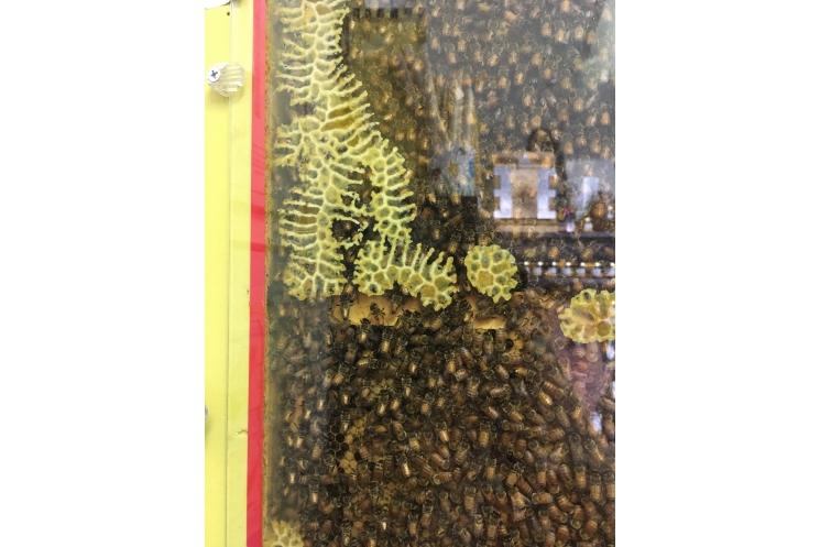 Observation bee hive