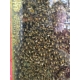 Observation bee hive